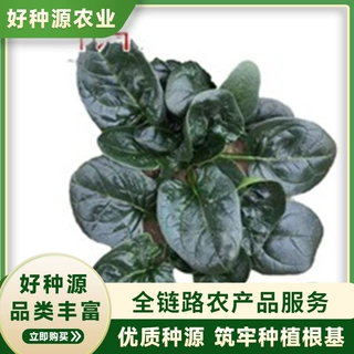 趴地菠菜种子黑园叶菠菜种籽生长速度快耐寒高产越冬蔬菜种子大全