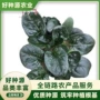大全高产越冬耐寒种籽