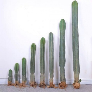 仙人柱量天尺大型仙人掌铁柱多肉好养活风沙漠庭院植物代发跨境-阿里巴巴