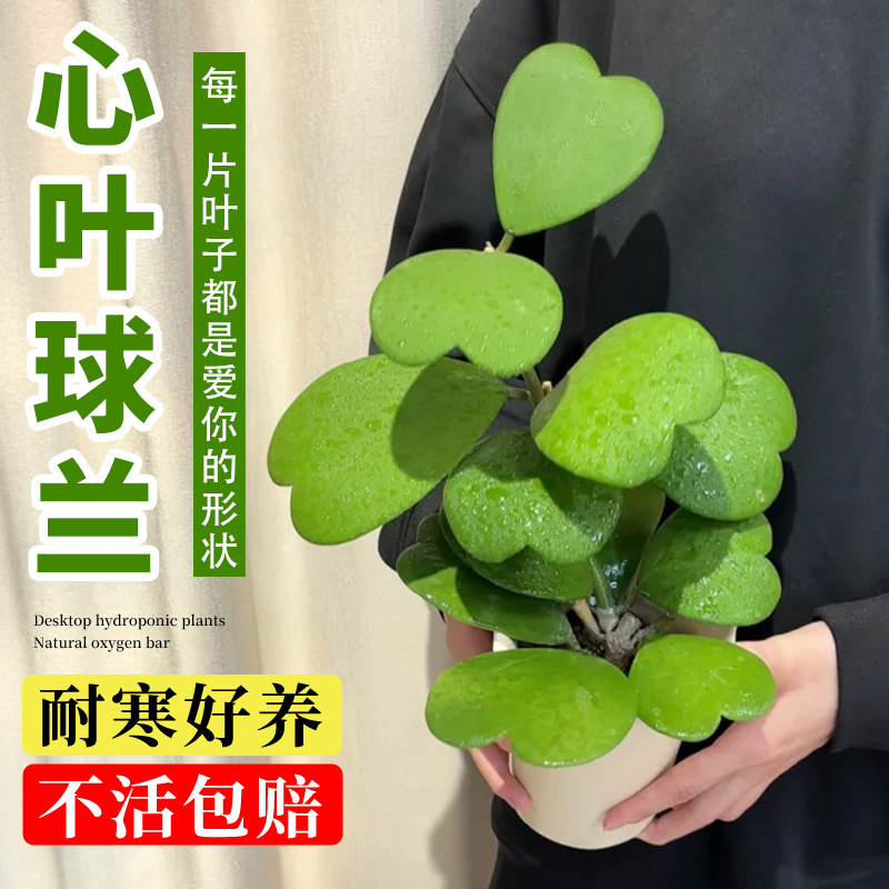 心叶球兰花卉绿植多肉植物桌面客厅办公室内小盆栽工位情人节礼物