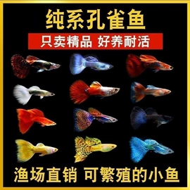 猫猫窝/笼/垫;花盆容器;狗狗服装