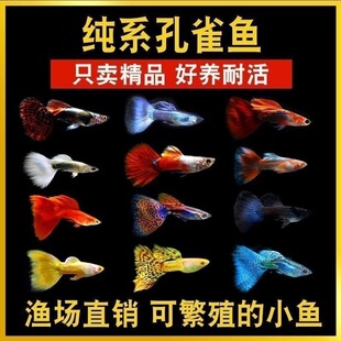 ��ȸ�~�^�p�Pβ�~С�~���N�ᎧС�ͺ��B�Ꭷ�~�ͻ��~���^�p�~��ĸ