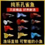 热带纯种观赏观赏鱼