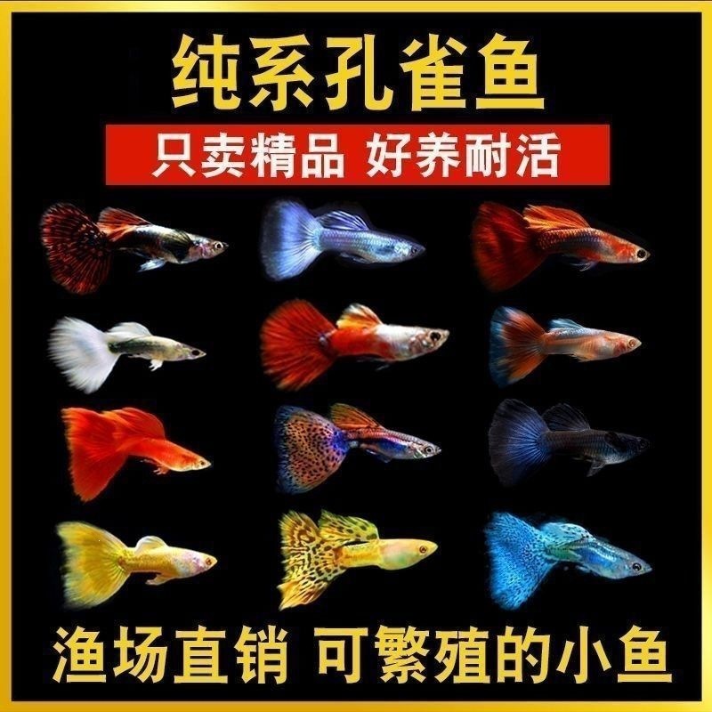 Guppy Fish, Ornamental Guppies, Small Fish, Purebred Tropical Small Fish, Easy to Raise Tropical Fish, Hardy Live Fish, Fish Fry, Ornamental Fish, Female Breeding Fish