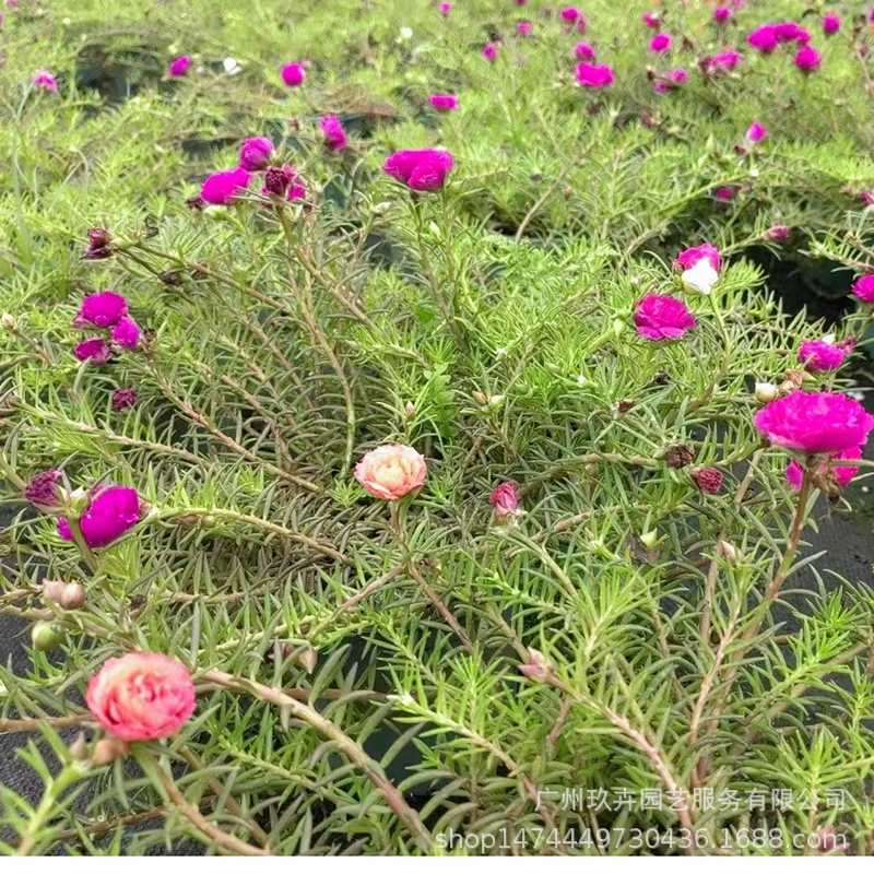 Остроконечный лист подсолнечника термостойкая и Солнцезащитная горшечная портулак многолетний многоцветный цветок кожа настоящие устойчивые цветы оптом