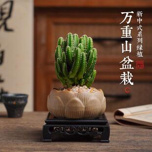 Cactus Potted Plant, Mille-San Cactus, Succulent Plant, Flower, Desktop Indoor Micro-Landscape, Easy-To-Care-For Green Plant Ornament