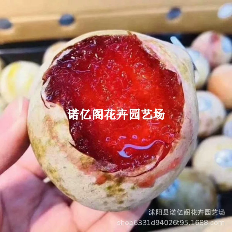 Американский динозавр Яйцо Слива Рассада Красное сердце Очень большой Южный Северный двор Фруктовое дерево Результаты прививки в горшке года