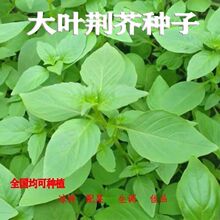 荆芥种子河南大叶荆芥菜种籽四季小青菜农家田园盆栽蔬菜种籽