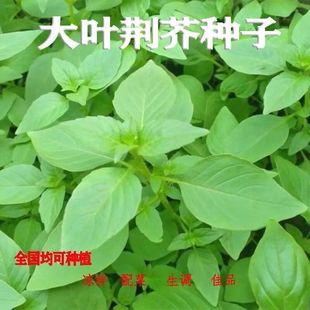 Hemostachys Japonica Seeds Henan Large-Leaf Hemostachys Japonica Vegetable Seeds All Year Round Small Green Vegetables Farmhouse Garden Potted Vegetable Seeds