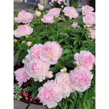 ��ș������K�ļ��_�����܎�ѿ�ذ껨���̨����ͥԺֲ��@ˇ�Nֲ