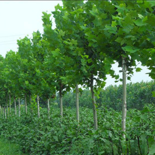 �@�־G����ľ������ͩ����ͥ�a����е��䷨ͩ����G�����̆�ľ��