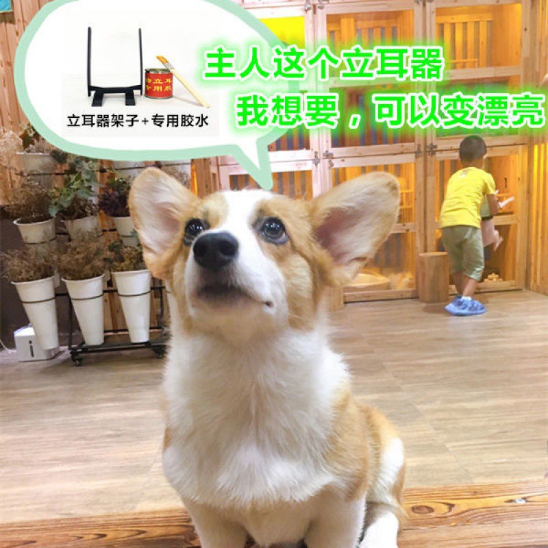 狗狗立耳器德牧柯基杜宾马犬莱州红卡斯罗博美幼犬狗的立耳器胶水