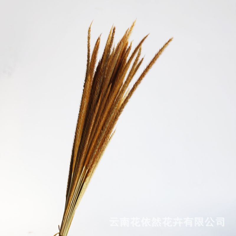 Flor seca Flor eterna Gypsophila Bola de oro No me olvides Flor seca Rosa hoja de eucalipto Pine Fruit Lover Grass al por mayor