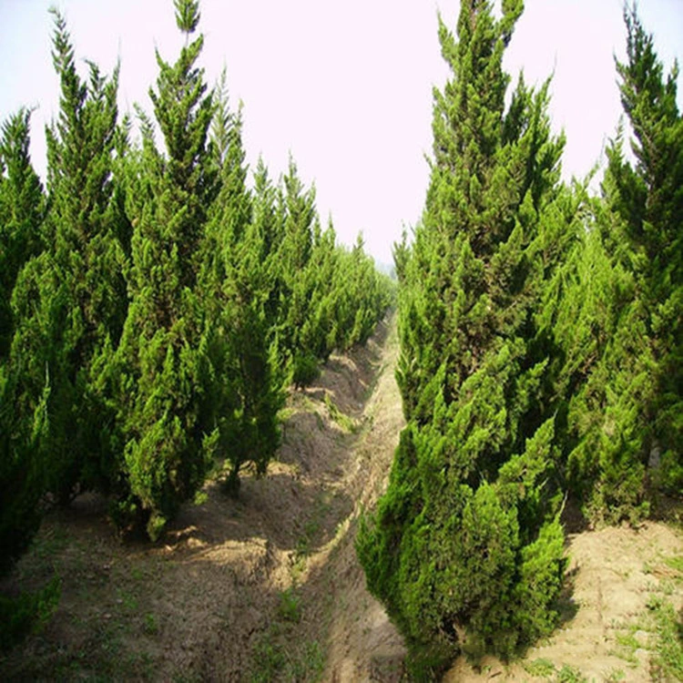 Кипарисы, кипарисовые саженцы, защита склонов и озеленение уличных деревьев, кипарисовые саженцы, характеристики двора, полностью холодостойкие и засухоустойчивые.