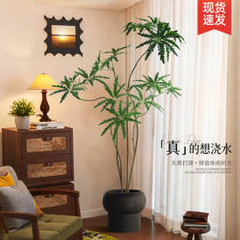 假绿植仿真孔雀木室内高级仿生植物客厅沙发边中古风落地装饰盆栽