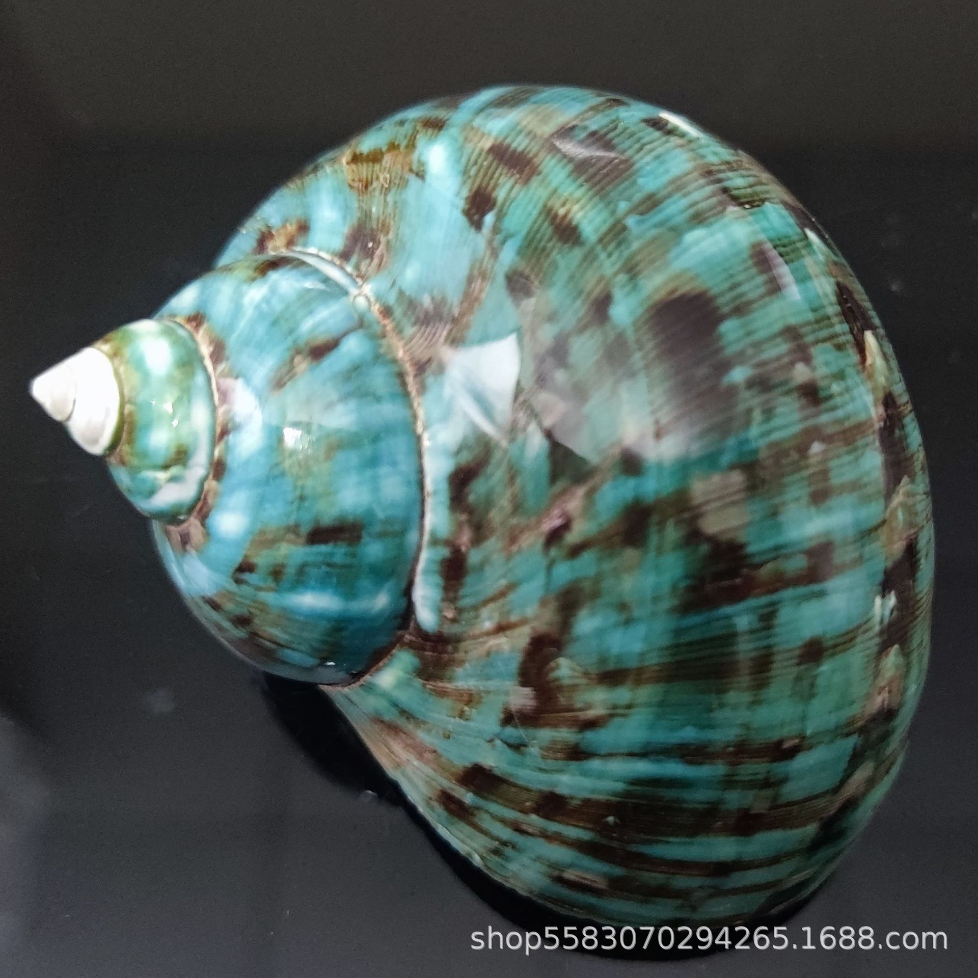 Conchas de caracoles naturales vendidas por kilogramo de cangrejos de estrellas de mar reemplazar conchas acuarios paisajísticos botellas a deriva materiales de pintura a mano