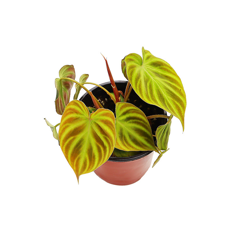 荧光蔓绿绒(荷兰)