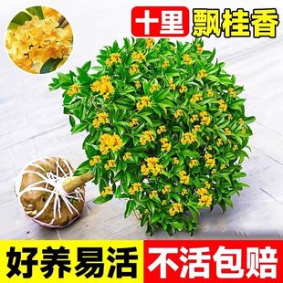 𻨘ļͥԺԴ𻨻ֲ҃ȻGֲ