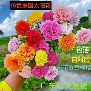 �M����Ʒ�ذ��߲�̫ꖻ���  ��~�R�X�{���~ĵ�����Ի��Gֲ����