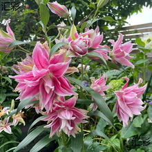 ذˮٺϻNļB绨ֲ̨Mڰٺ