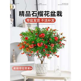 石榴花盆栽可食用室内外客厅阳台花卉绿植庭院观赏果树四季好养