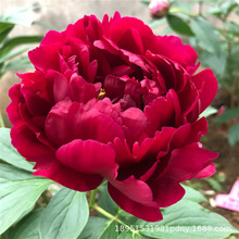 ��ș�N����ș�N��ĵ����ș���������_���҃�ͥԺ�Gֲ����