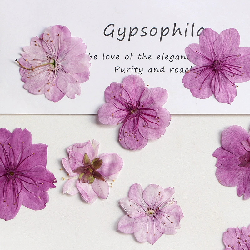 Пятилепестковый цвет вишни Сухой цветок Прессование настоящих листьев Образец растений Закладка Лепесток Макияж Тисненая Настольная лампа Свеча Шелковый веер