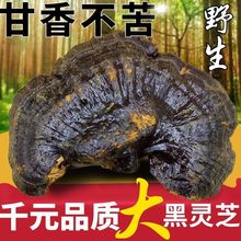 灵芝批发野生特林芝黑灵芝切片泡酒东北长白山包邮