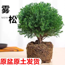 皮球松雾松小盆栽植物室内外花卉盆景净化空气四季常青观叶办公室