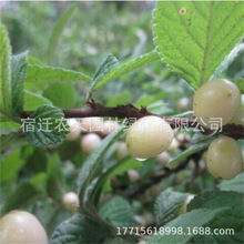 美早樱桃树苗嫁接苗车厘子大樱桃苗南方北方种植果树地栽当年结果