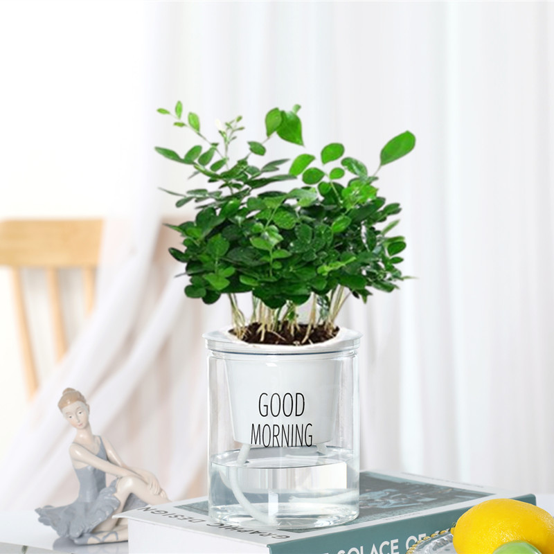 지우리샹 [북유럽 분지] + 영양액