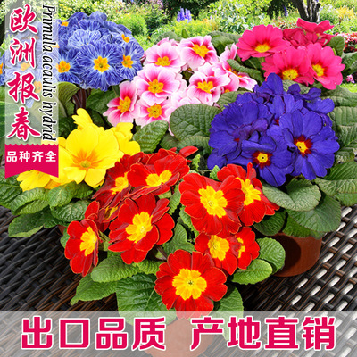 Europe seed spring and autumn Cold-resistant Potted plant Seed Indoor and outdoor balcony courtyard Flower Botany flowers and plants