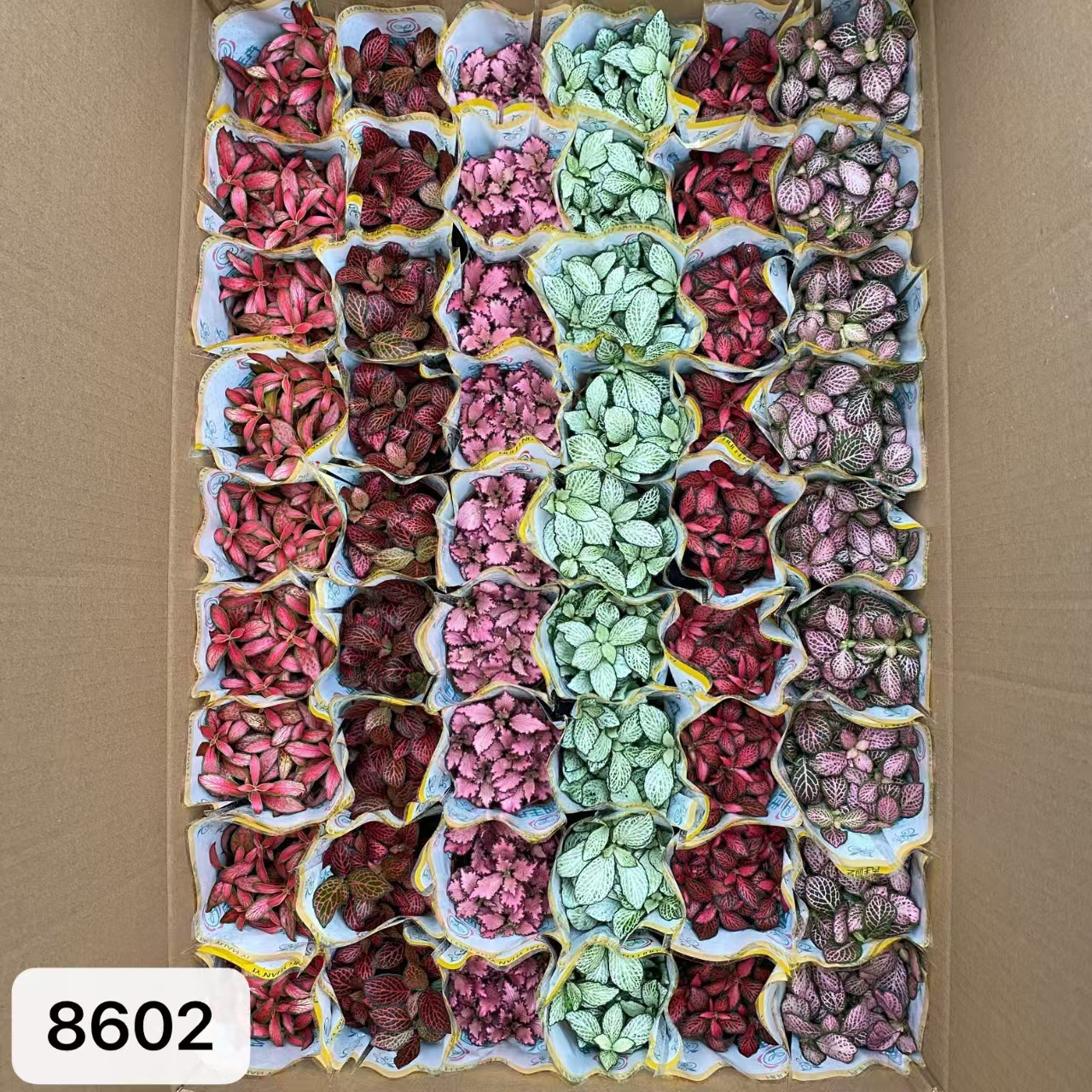 8602  大箱網紋草混裝54盆