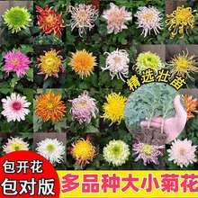 菊花苗大菊花盆栽室内外庭院阳台花卉绿植物循环开花菊花苗