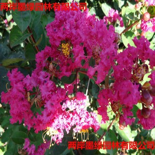 ͥԺ��ޱ����t����ޱС����ޱ����t�����ޱ�t������ޱ������ľ