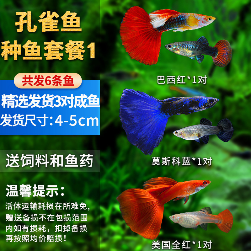 孔雀鱼精品小鱼缸观赏鱼好养耐活热带鱼活鱼天空蓝小型小鱼苗|undefined