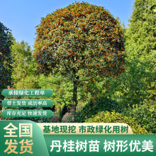 四季桂花苗盆栽流苏嫁接金桂花树苗绿化工程苗木造型丹桂全国发货