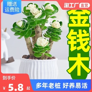 Money tree potted fortune tree old pile succulent plant small money tree office good raise fortune green plant flowers