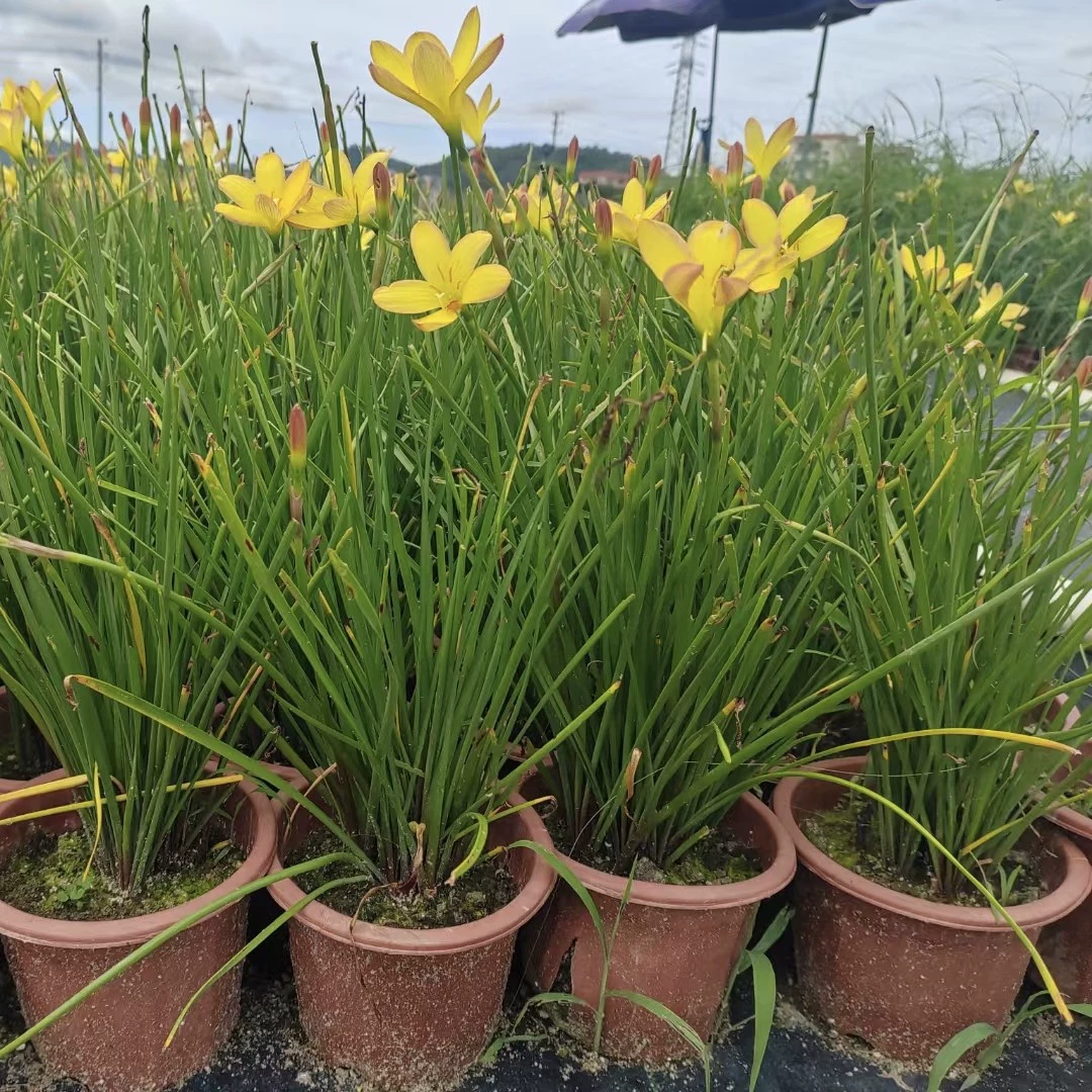 2408 база оптовая поставка