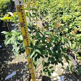 批发桂花树 丹桂 嫁接苗 朱砂桂 规格齐全 金桂 四季桂