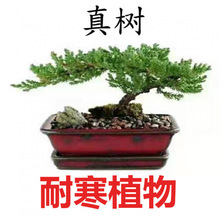 迎客松盆景植物室内松树绿植花卉小盆栽四季常青真树造型盆景树桩