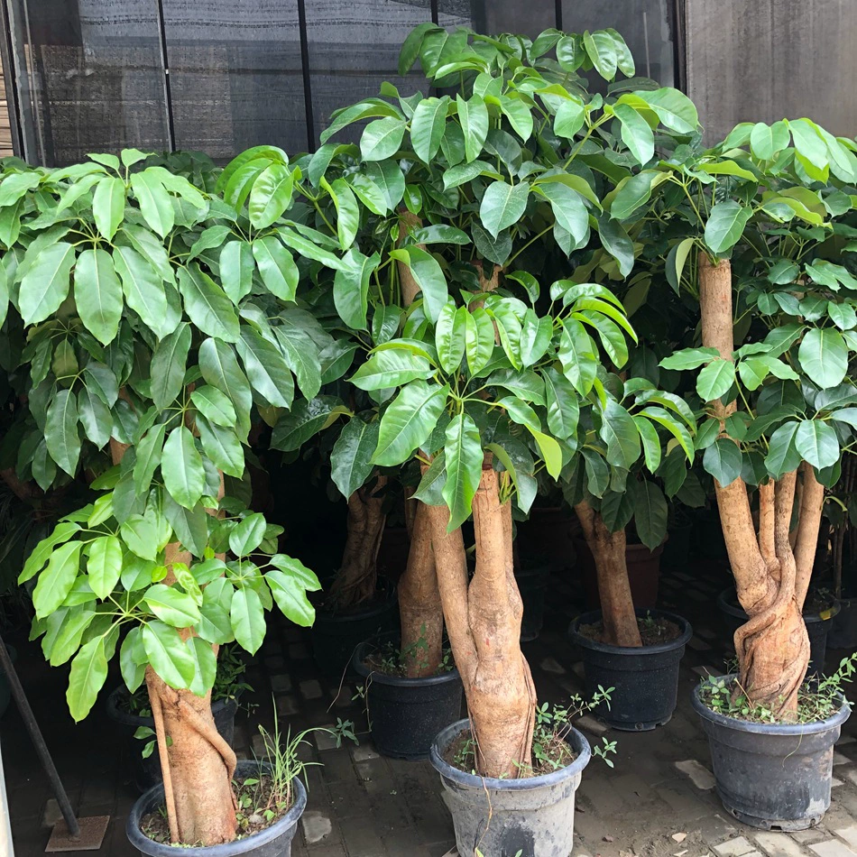 Большой лист зонтик в горшке зеленое растение австралийская утиная лапка Дерево домашнее Садоводство украшение для дома и улицы бонсай