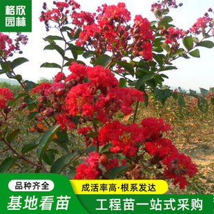 �t�����ޱ����������lͥԺ�^�p�е��c�Y��ζ����Ҏ���Rȫ��ޱ��