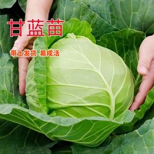 �G���{��ˮ�����{��ţ�ĸ��{��A���Ĳ������＾�Nֲ�߮a�߲�����