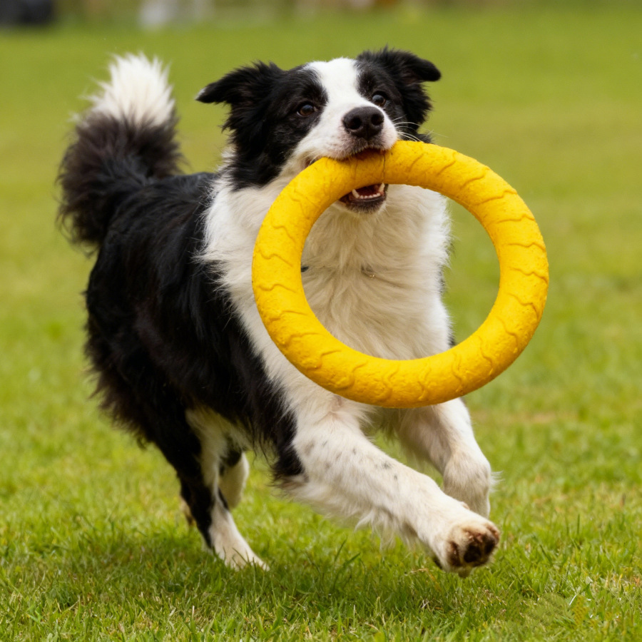 Juguete para mascotas EVA, frisbee para perros, juguete resistente a mordeduras, pelota indestructible para la dentición, anillo de tracción para perros grandes
