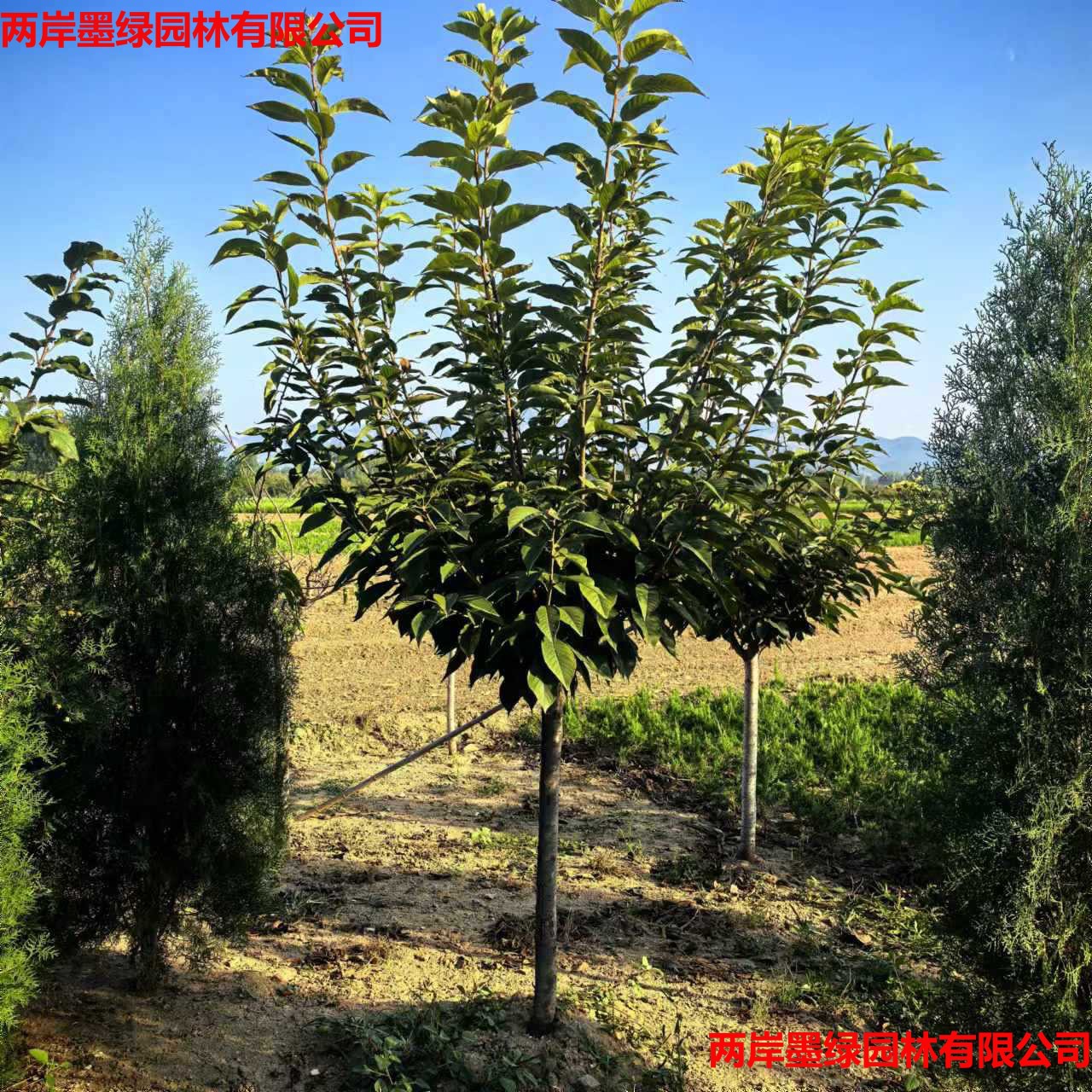 樱花树苗南北方种植8_主图04