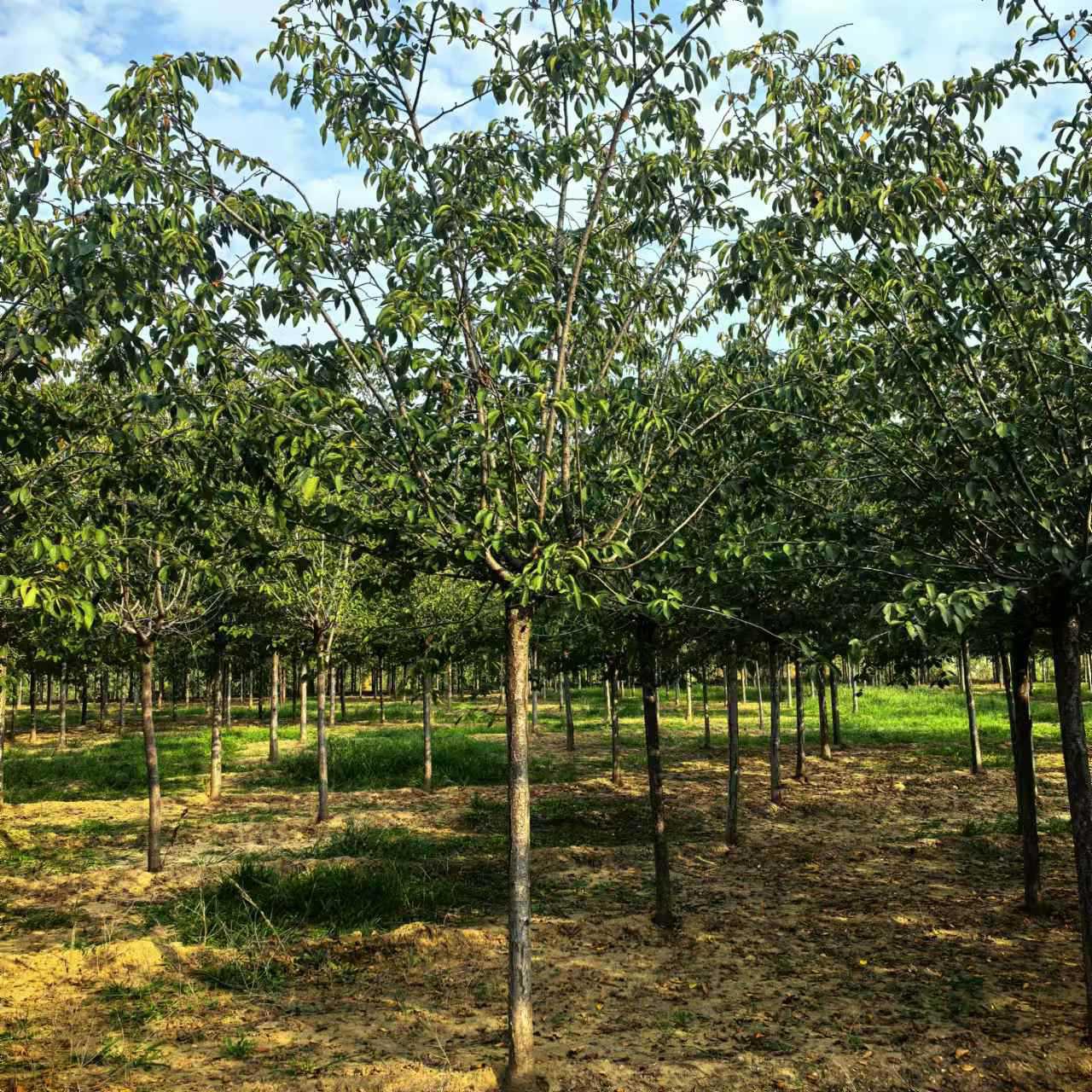 基地批发早樱花树晚樱花大树 园林绿化工程樱花树苗价格