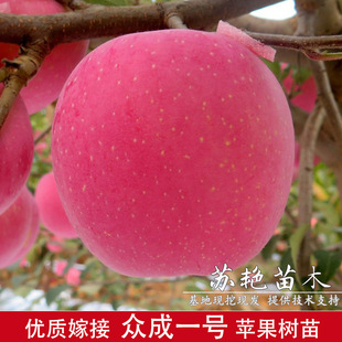 ����һ̖��̖�O����޽Ӽt��ʿȫ�t�O��Ó�������Ϸ������Nֲ����