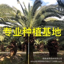 加拿利海枣杆高3米基地批发 浙江加拿利海枣湖北加拿利海枣头价格