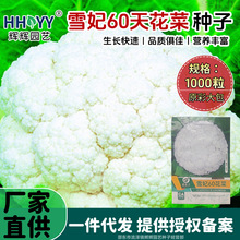 现货批发雪妃60天花菜种子松花菜种子耐热菜园秋季花菜蔬菜种子
